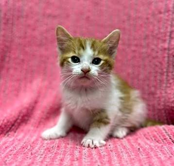Photo of Pippin