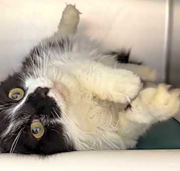 Photo of Fluffy Boy