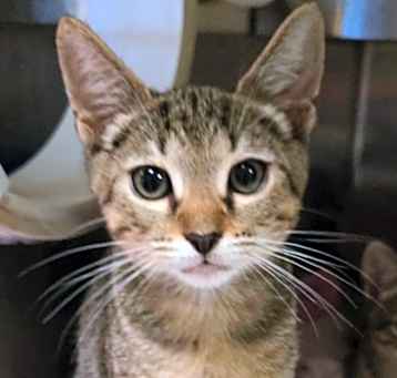 Photo of Tamari