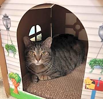 Photo of Meeko