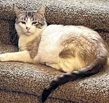 Photo of Goldie