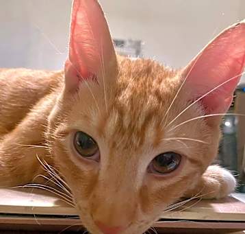 Photo of Big Red