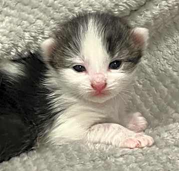 Photo of Willow