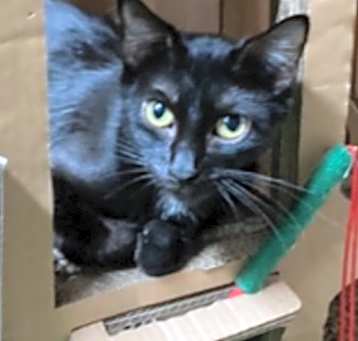 Photo of Hazel (Polly)