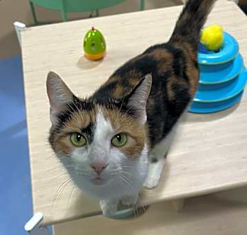 Photo of Pretty Penny