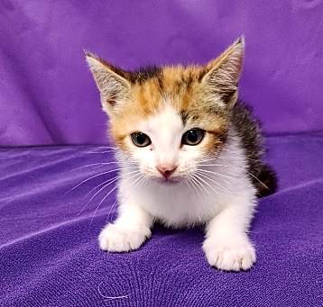 Photo of Malva
