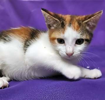 Photo of Mandevilla