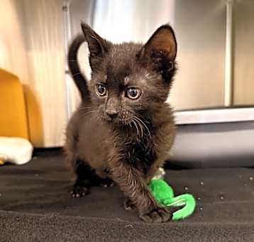 Photo of Truffle