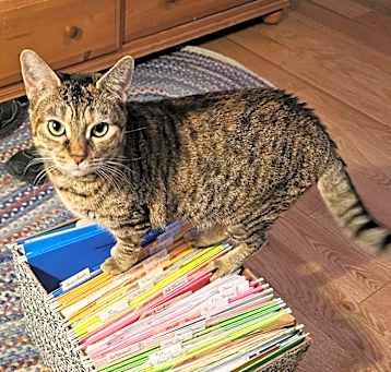 Photo of Gisa- $50 Sponsored Adoption Fee!