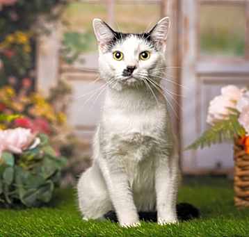 Photo of Pistachio