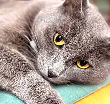 Photo of Gandalf