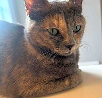 Photo of PEBBLES