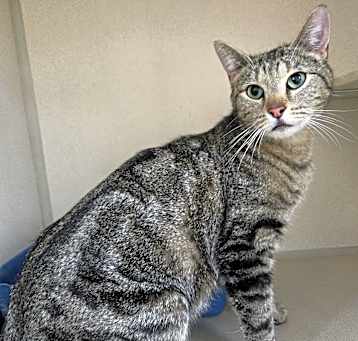 Photo of Stray Hold