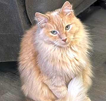 Photo of Fluff *Teddy*