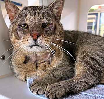 Photo of Thunderbolt (Special Paws - FI