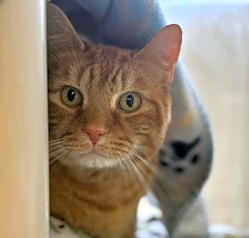 Photo of Mustard