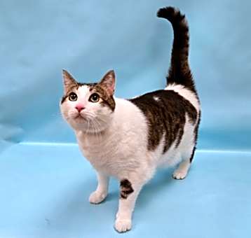 Photo of Marshmallow