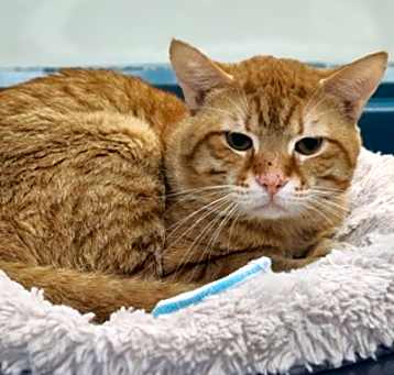 Photo of Juice-Kitchener