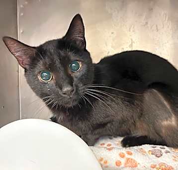 Photo of ONYX