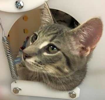 Photo of Stray *Clover*/Jefferson St W/