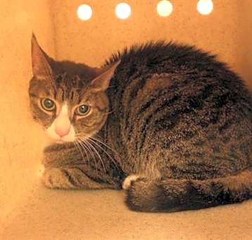 Photo of ARTEMIS
