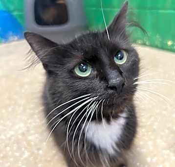 Photo of Tinsel