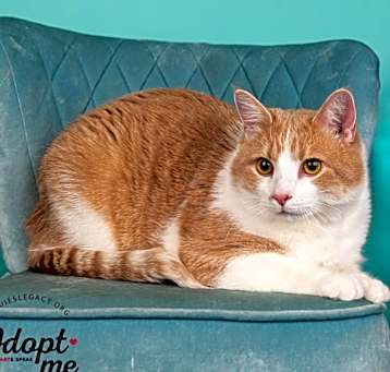 Photo of Felix -$25 Sponsored Adoption Fee!