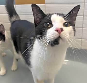 Photo of Comet