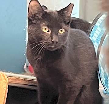 Photo of Dezmond