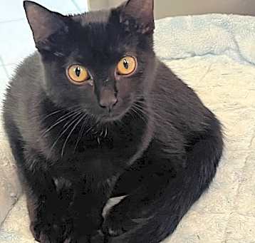 Photo of Mazie