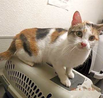 Photo of MISSY