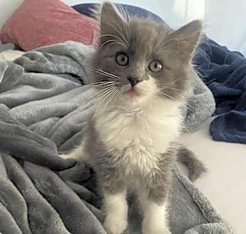Photo of Fluffy