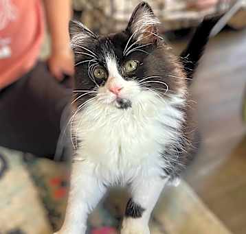 Photo of Guinness