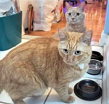 Photo of Finn and Otto