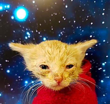 Photo of FIREFOX