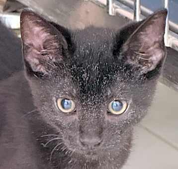 Photo of Button