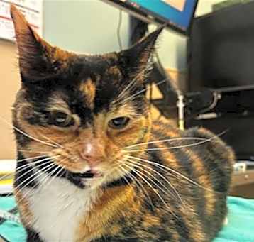 Photo of PRINCESS