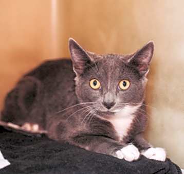 Photo of 83144a Alicia Florrick-PetSmar