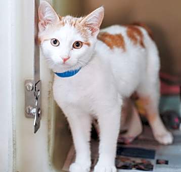 Photo of 83147a Will Gardner-PetSmart M