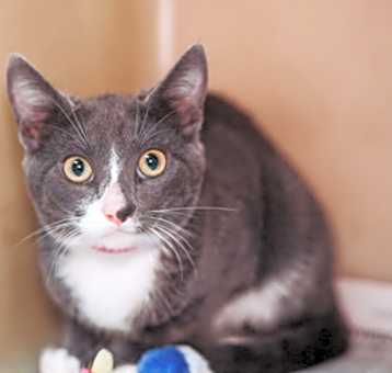 Photo of 83143a Lagoona Blue-PetSmart M
