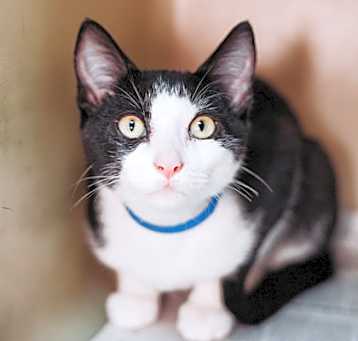 Photo of 83145a Deuce Gorgon-PetSmart M
