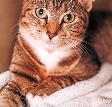 Photo of 83237a Kalinda Sharma- Pounce