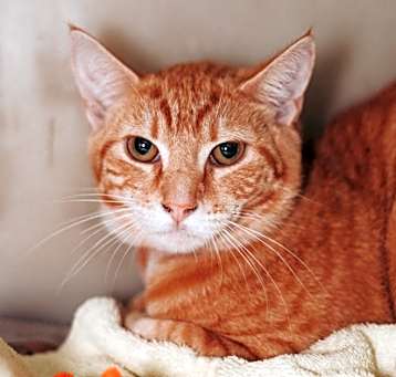 Photo of 83238a Colin Sweeney- Pounce C