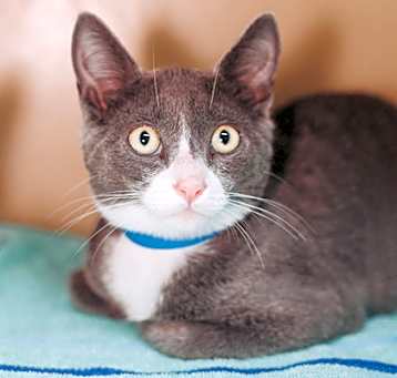 Photo of 83141a Peter Florrick-PetSmart
