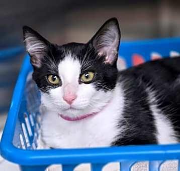 Photo of 83146a Holt Hyde-PetSmart Mt.