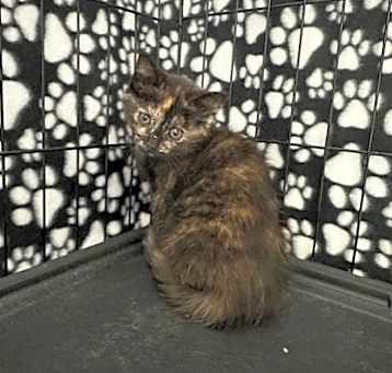 Photo of Romy