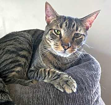 Photo of Kitkat