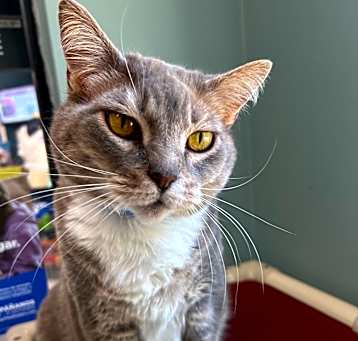 Photo of Mozzarella