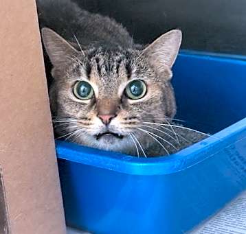 Photo of Smittens