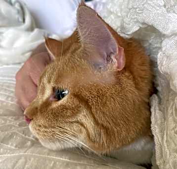 Photo of Rusty
